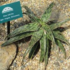 Image result for Aloe zebrina