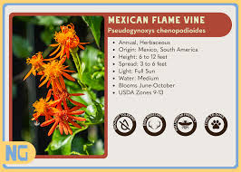 Image result for Pseudogynoxys