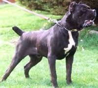 Cane Corso Training Tips For Cane Corso Dog Breeds Cane Corso Cane Corso Puppies Cane Corso Dog