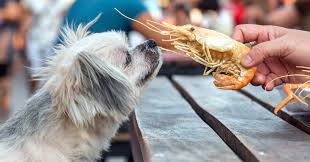 We did not find results for: Is Pet Insurance Worth It 5 Simple Ways To Find Out Pumpkin