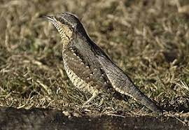 800119d die vielen parks, grünanlagen und wäldchen machen stuttgart zu einer stadt der natur. Wendehals Vogel Wikipedia