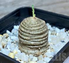 Image result for Trochomeria polymorpha