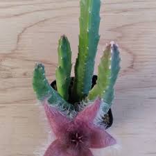 Image result for Tridentea