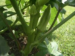 Encouraging them to branch out. Monstrous Okra Sighted In Mississippi Garden Veggie Gardening Tips