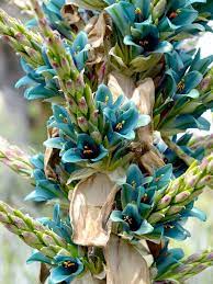 Sapphire Tower Super Teal Plant Puya Alpestris Puy Alp Bromeliads Plants Flowers Perennials