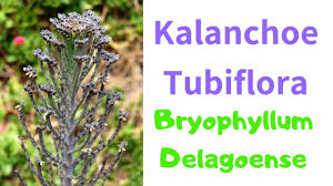 Kalanchoe Tubiflora Bryophyllum Delagoense Potting Chandelier Plan Youtube Planting Succulents Sandy Soil