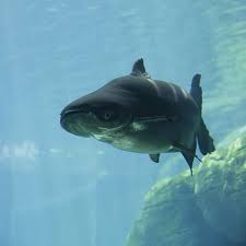 Detecting critically endangered mekong giant catfish pangasianodon gigas using environmental dna». Mekong Giant Catfish River Safari Wildlife Reserves Singapore