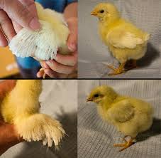 Maybe you would like to learn more about one of these? Jualayamhias Com 3 Cara Membedakan Ayam Petelur Jantan Betina