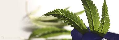 The term mouser refers to a cat naturally adept at hunting and killing rodents. Organic Cannabis Get Rid Of Pests Without Using Chemicals
