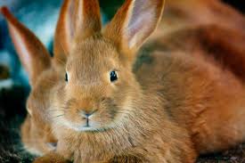 Check spelling or type a new query. How Long Do Rabbits Live