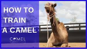 How To Train A Camel Youtube
