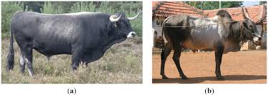On The History Of Cattle Genetic Resources Wolf Dog Cattle Show Cattle