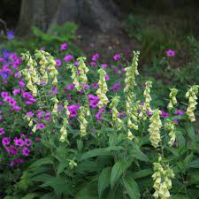 There are relatively few of these plants, but several are oxalis is another large genus of plants which includes several species that are good performers for shady containers. Buy Shade Lovers Plant Combination Shade Lovers Plant Combination 15 97 Delivery By Crocus