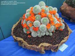 Oc cactus & succulent show 2019. Rebutia Muscula At San Diego Cactus Succulent Show 2009 Succulents