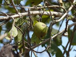 Image result for Catunaregam obovata