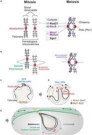 Which of the following would you expect to see? Frontiers Tell The Difference Between Mitosis And Meiosis Interplay Between Chromosomes Cytoskeleton And Cell Cycle Regulation Cell And Developmental Biology