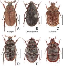 Image result for Rytigynia kiwuensis