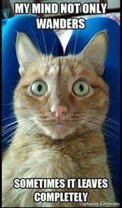 Mindful Cat Funny Cat Memes Funny Animal Jokes Funny Animal Memes