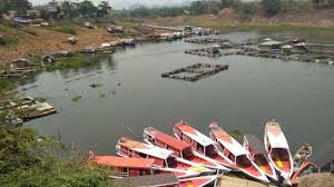 Permukaan Waduk Cirata Surut 30 Meter Panen Petani Japung Ikut Susut 40 Persen Halaman All Tribun Jabar