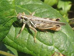Controlling summer weeds in fallow fields has two benefits: Bean Dry Grasshopper Pacific Northwest Pest Management Handbooks