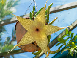 Image result for Stapelia getliffei
