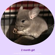 They are delicate creatures that, when sick, need care immediately! Chinchilla Pet For Sale Cheap Online