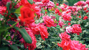 Tree pests can be a nuisance, especially in spring. Growing Roses Alabama Cooperative Extension System
