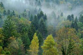 Some ecoregions can have very high alpha and gamma diversity for plants, particularly understory species and herbaceous floras. Wallpaper Temperate Broadleaf And Mixed Forest Ecosystem Spruce Fir Forest Vegetation Tropical And Subtropical Coniferous Forests Nature Reserve Tree Wilderness Temperate Coniferous Forest Leaf Woody Plant Old Growth Forest Mist Valdivian
