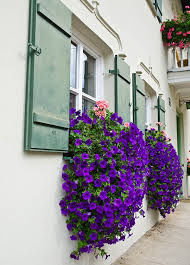 Window box flowers & plants. 37 Gorgeous Window Flower Boxes With Pictures