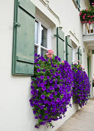 We did not find results for: 37 Gorgeous Window Flower Boxes With Pictures