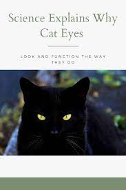 Science Explains Why Cat Eyes Look And Function The Way They Do In 2020 April 10 April 10 Things