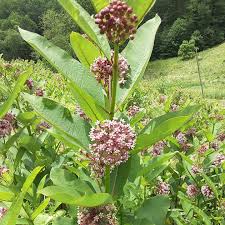 Image result for Asclepias aurea