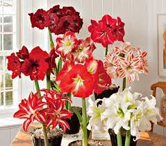 Amaryllis Connoisseurs Collection White Flower Farm Amaryllis Bulbs Bulb Flowers