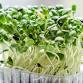 Cooking with Attitude: Sprouts and Microgreens — - GRuB (Garden-Raised Bounty), 2016 Elliott Ave NW Event Image