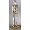 Vintage bones and muscles print, human anatomy, antique human skeleton, medicine student printable art single print #3662 instant download. 1