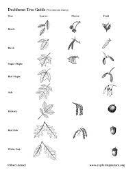 Website For Mr Kea S Grade Nine Academic Science Classes Tree Identification Tree Leaf Identification Leaf Identification
