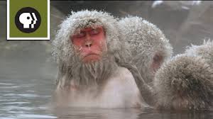 Check spelling or type a new query. Snow Monkeys Soak In Hotsprings Youtube