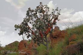 Image result for Englerophytum magalismontanum