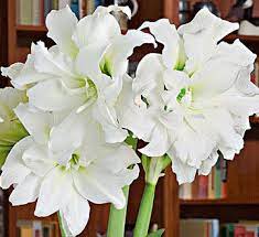 21 Stunning Amaryllis Varieties To Plant Right Now White Flower Farm Amaryllis Flowers Amaryllis
