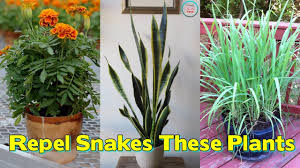 Snakes like dark, damp areas with plenty of cover, like wood piles, unmowed lawns with tall grass and overgrown shrubbery. How To Keep Snakes Out Of Your Garden Gardening Channel
