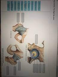 The next true anatomical joint is the acromioclavicular joint. Solved Part A Drag The Labels To Identify The Structure Chegg Com