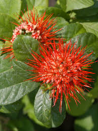 Image result for Combretum constrictum