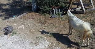 Duman Efe Keci Yi Gorunce Yerlerde Yuvarlandi