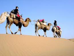 Dromedary camels, which have one two rows of long lashes also protect their eyes. Camel Train Military Wiki Fandom