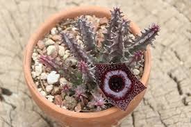 Image result for Huernia erectiloba