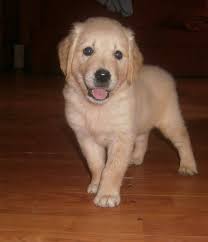 Our puppies are sold as pets, with limited. Petshop Uvi Golden Retriever Mashkull Ne Shitje Info Facebook