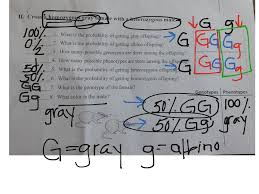 Start studying monohybrid punnett square practice. Gretchen Jacobs Showme