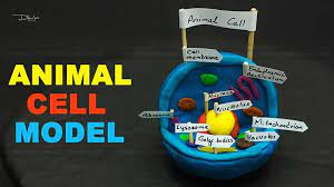 5th year kid, save this website for 6th & 7th grade. Animal Cell Model Project For School School Science Experiments