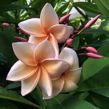 Pin On Plumeria