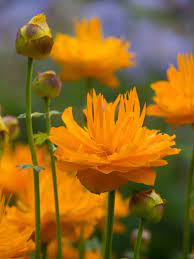 Trollius Dancing Flame Took Best In Show Title At New Plant Awards Beautiful Flowers Garden Plants Sutton Seeds